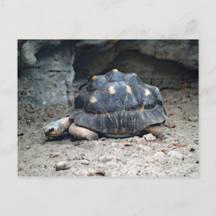 Cartão Postal Wildlife Tortoise Reptile Photo