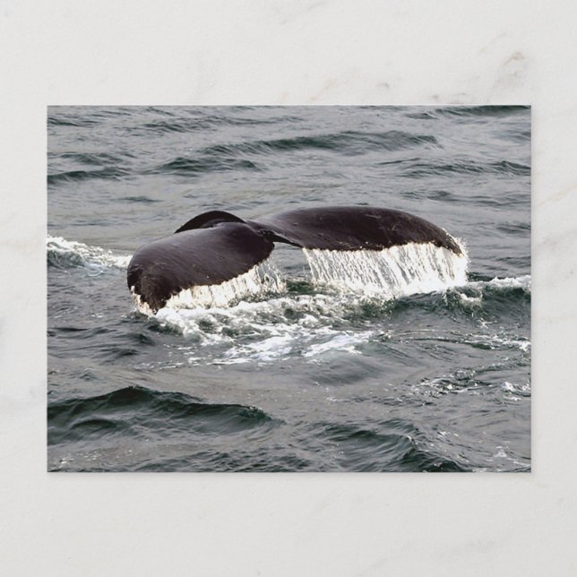 Cartão Postal Wildlife Whale Tail Alaska Foto (Frente)