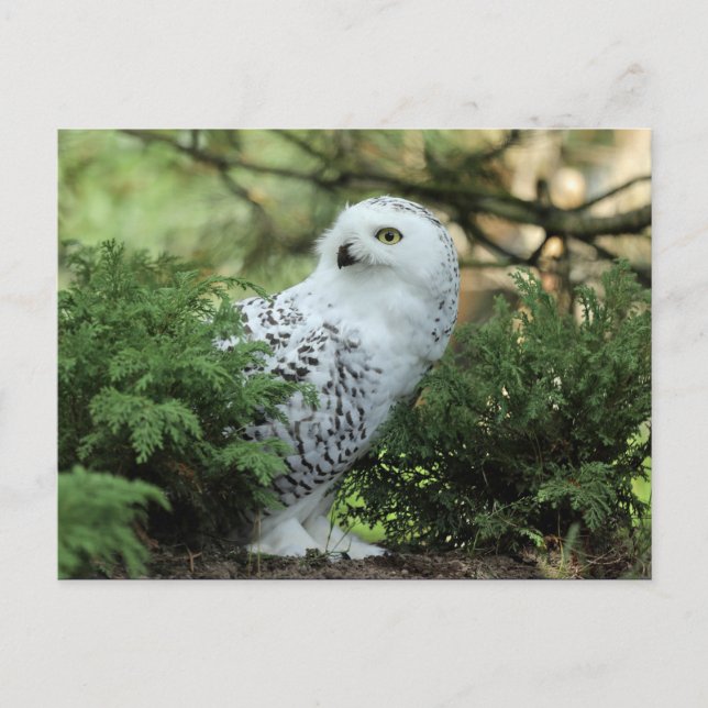 Cartão Postal Wildlife White Owl Photo (Frente)