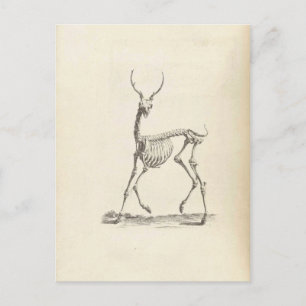 Cartão Postal William Cheselden Deer Skeleton