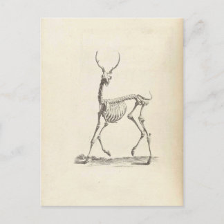 Cartão Postal William Cheselden Deer Skeleton