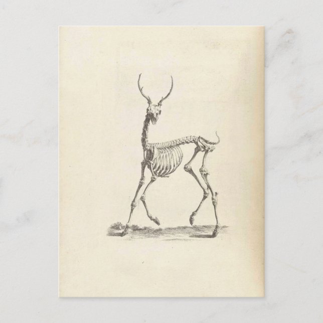 Cartão Postal William Cheselden Deer Skeleton (Frente)