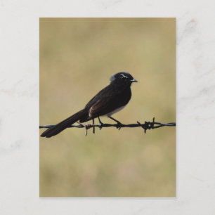 CARTÃO POSTAL WILLIE WAGTAIL EM FENCE QUEENSLAND AUSTRÁLIA