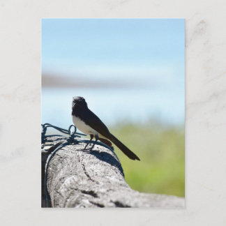 CARTÃO POSTAL WILLIE WAGTAIL RURAL QUEENSLAND AUSTRÁLIA
