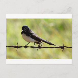 CARTÃO POSTAL WILLIE WAGTAIL RURAL QUEENSLAND AUSTRÁLIA