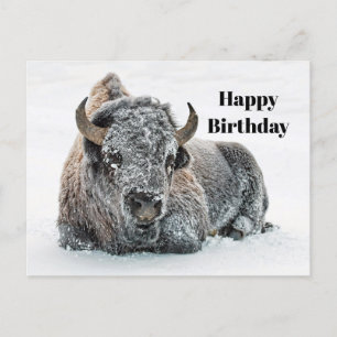 Cartão Postal Willife Buffalo Snow Foto Birthday