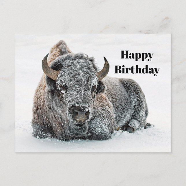 Cartão Postal Willife Buffalo Snow Foto Birthday (Frente)