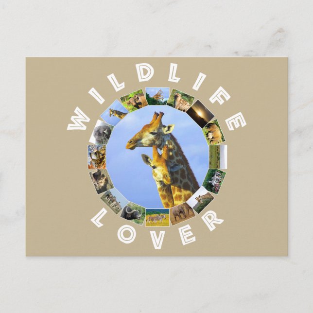 Cartão Postal Willife Lover Giraffe Cuddles (Frente)