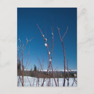 Cartão Postal Willow Catkin Portrait