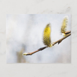 Cartão Postal Willow Catkins - Mundo Prateado