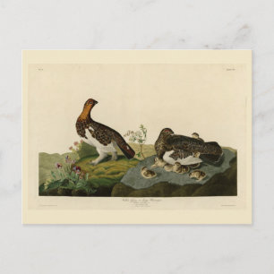 Cartão Postal Willow Grous (Grouse) - Aves da América de Audubon
