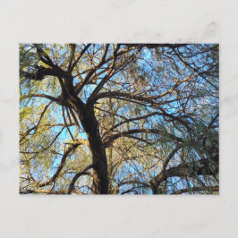 Cartão Postal Willow Tree Postcard