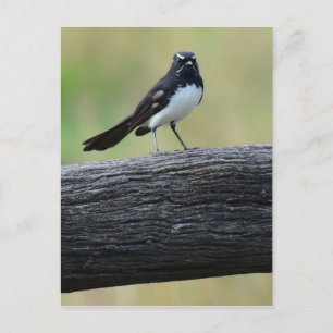 CARTÃO POSTAL WILLY WAGTAIL NO CERCA QUEENSLAND AUSTRÁLIA