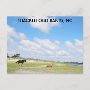 Cartão Postal Wils Horses Shackleford Banks na Carolina do Norte
