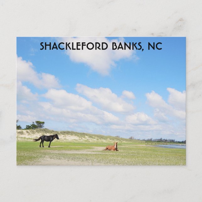 Cartão Postal Wils Horses Shackleford Banks na Carolina do Norte (Frente)