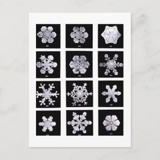 Cartão Postal Wilson Bentley Snowflakes