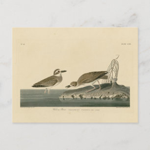 Cartão Postal Wilson's Plover from Audubon's Birds of America