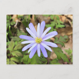 Cartão Postal Windflower Azul-Céu