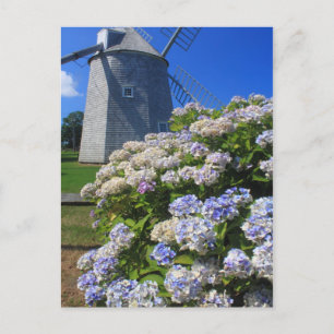 Cartão Postal Windmill e Hydrangeas Cape Cod