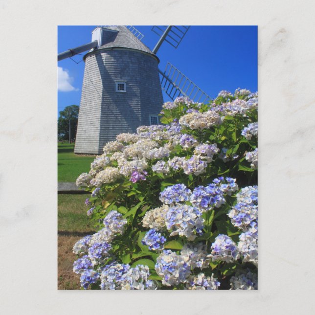 Cartão Postal Windmill e Hydrangeas Cape Cod (Frente)
