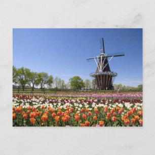 Cartão Postal Windmill Island park with tulips in bloom at