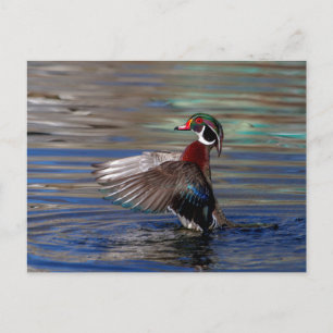 Cartão Postal Wing Flapping Wood Duck