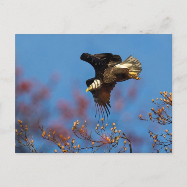 Cartão Postal Wingshadow (Frente)