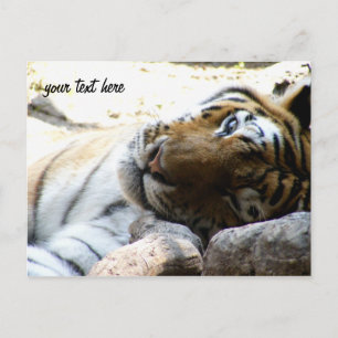 Cartão Postal Winking Tiger