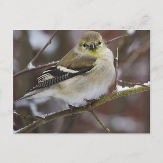 Cartão Postal Winter American Goldfinch (Frente)