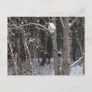 Cartão Postal Winter Bird House