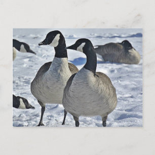 Cartão Postal Winter Canada Goose Nature Photoshop Hunter