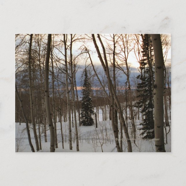 Cartão Postal Winter Evening Postcard (Frente)