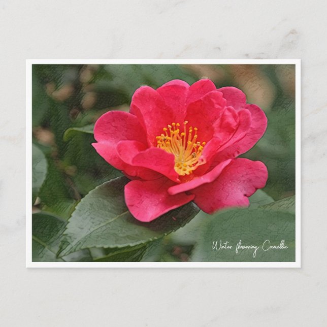 Cartão Postal Winter flowering Camellia (Frente)