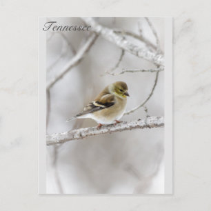 Cartão Postal Winter Goldfinch