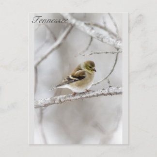 Cartão Postal Winter Goldfinch