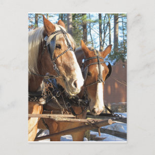 Cartão Postal Winter Horses Sturbridge Village, Massachusetts