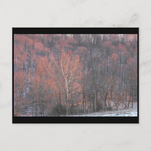 Cartão Postal ~ Winter in Lancaster County ~ 10