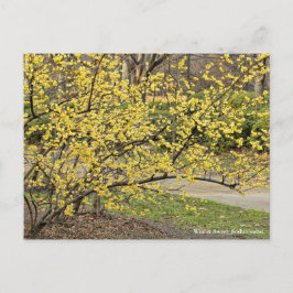 Cartão Postal Winter Sweet: Soshin-robai [Cartão postal]
