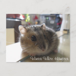 Cartão Postal Winter White Hamster Postcard