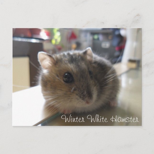 Cartão Postal Winter White Hamster Postcard (Frente)