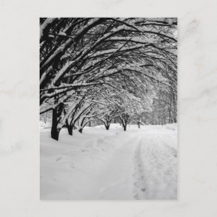 CARTÃO POSTAL WINTER WONDER
