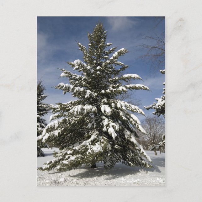 Cartão Postal Winters Breing (Frente)