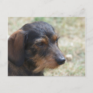 Cartão Postal Wire Haired Daschund Dog