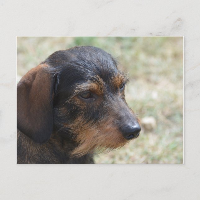 Cartão Postal Wire Haired Daschund Dog (Frente)