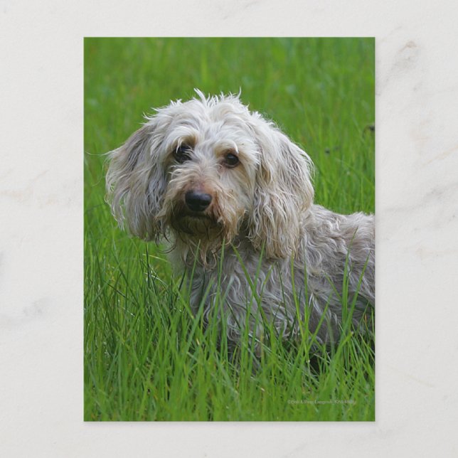 Cartão Postal Wire-haired Standard Dachshund in Grass (Frente)