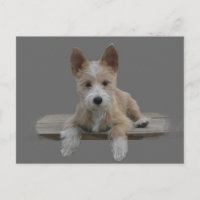 Wire Português Podengo Pequeno