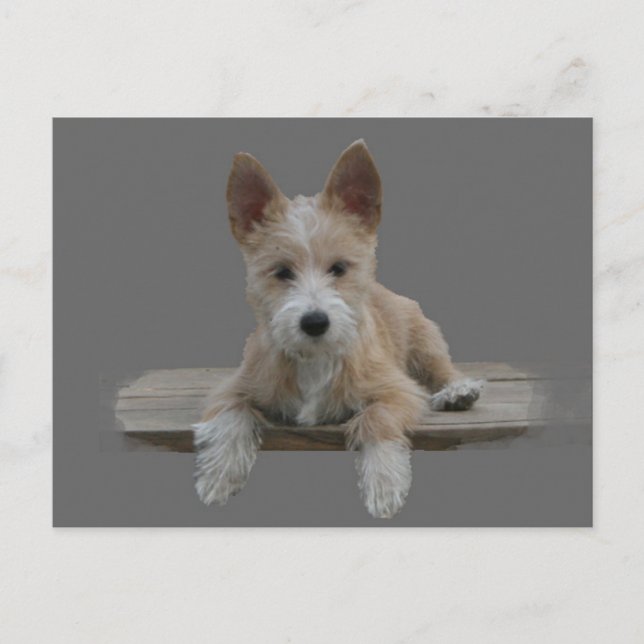 Cartão Postal Wire Português Podengo Pequeno (Frente)