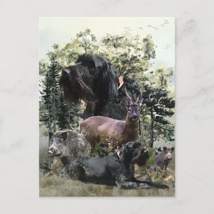 Cartão Postal Wirehaired Pointer , Caça ao Exterior