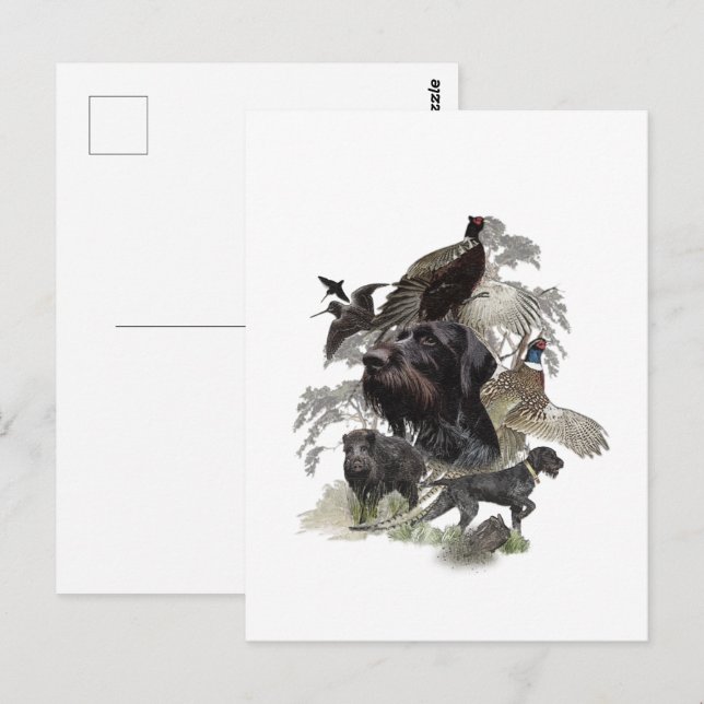 Cartão Postal Wirehaired Pointer , Caça ao Exterior (Frente/Verso)