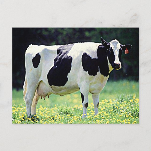 Cartão Postal Wisconsin Dairy Cow (Frente)